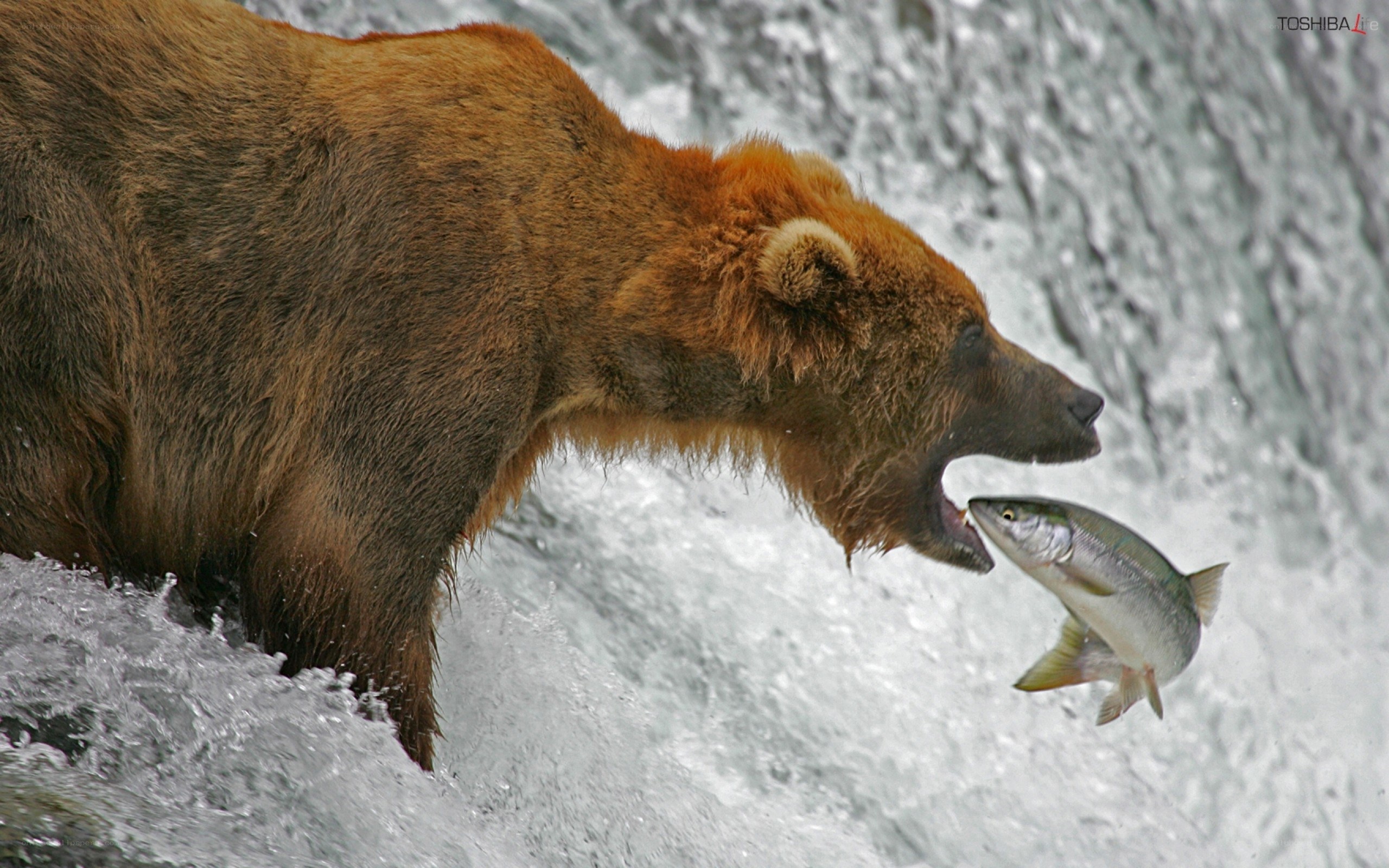 Bear catching salmon in river