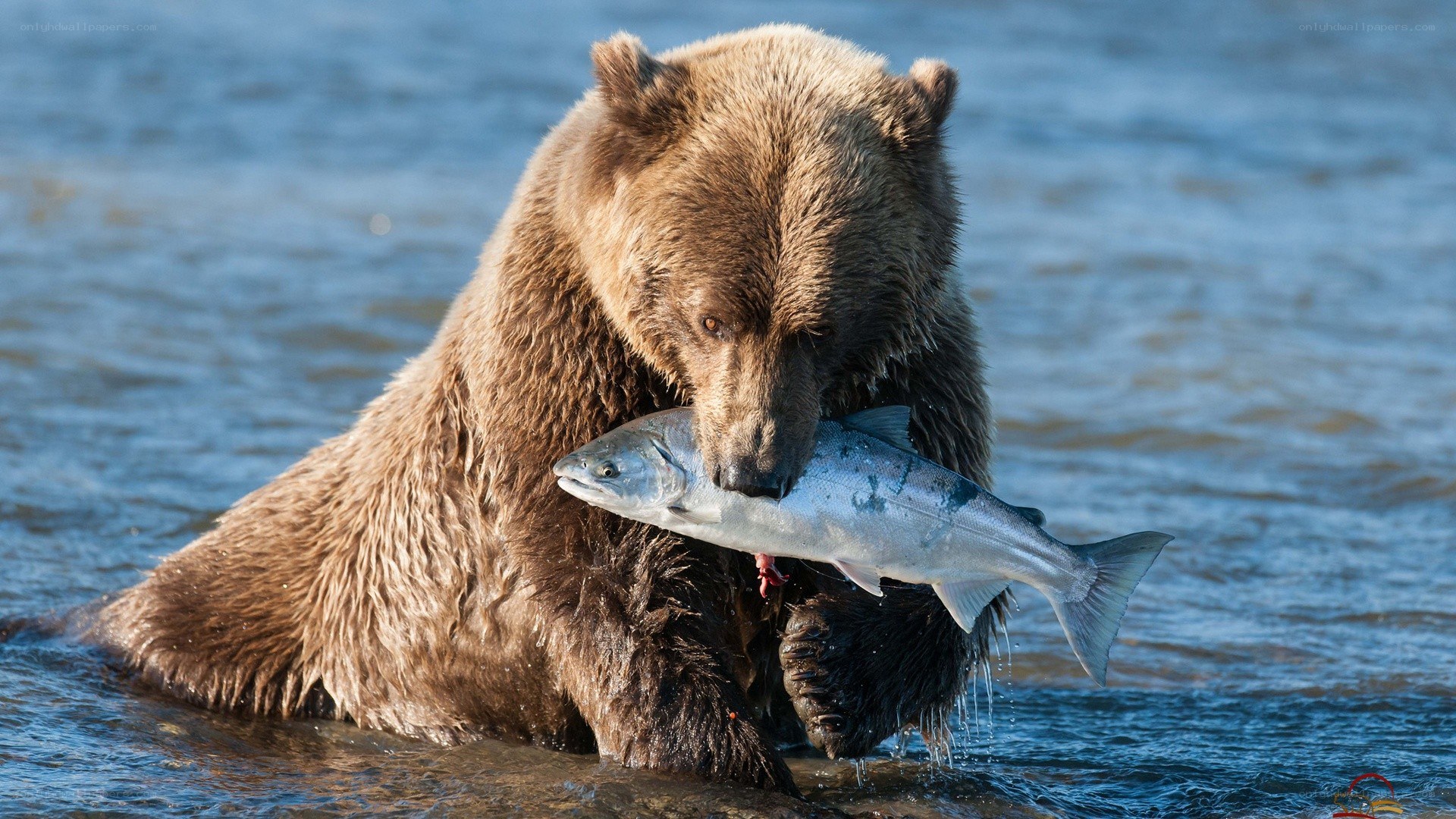 Bear catching salmon in river