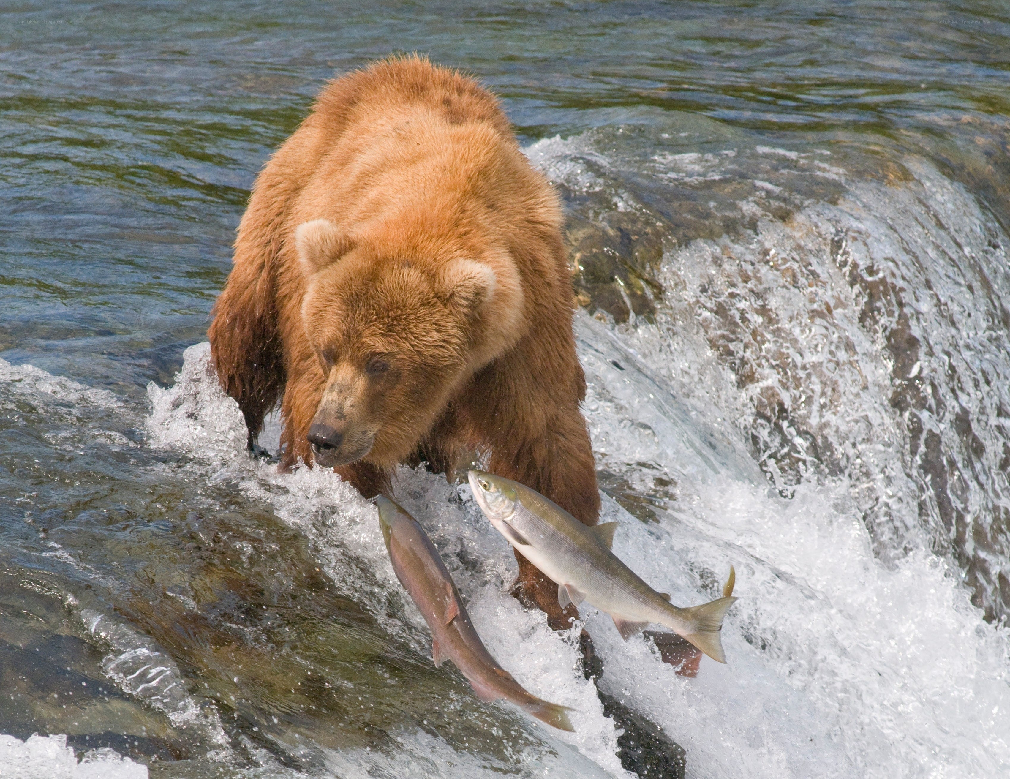 Bear catching salmon in river