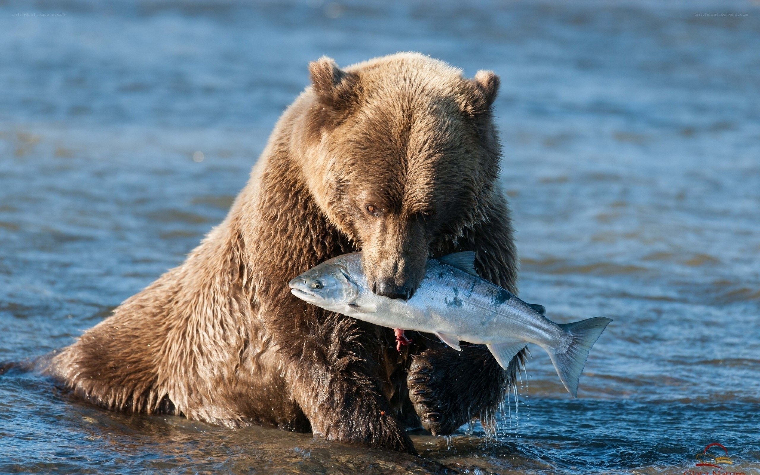 Bear catching salmon in river