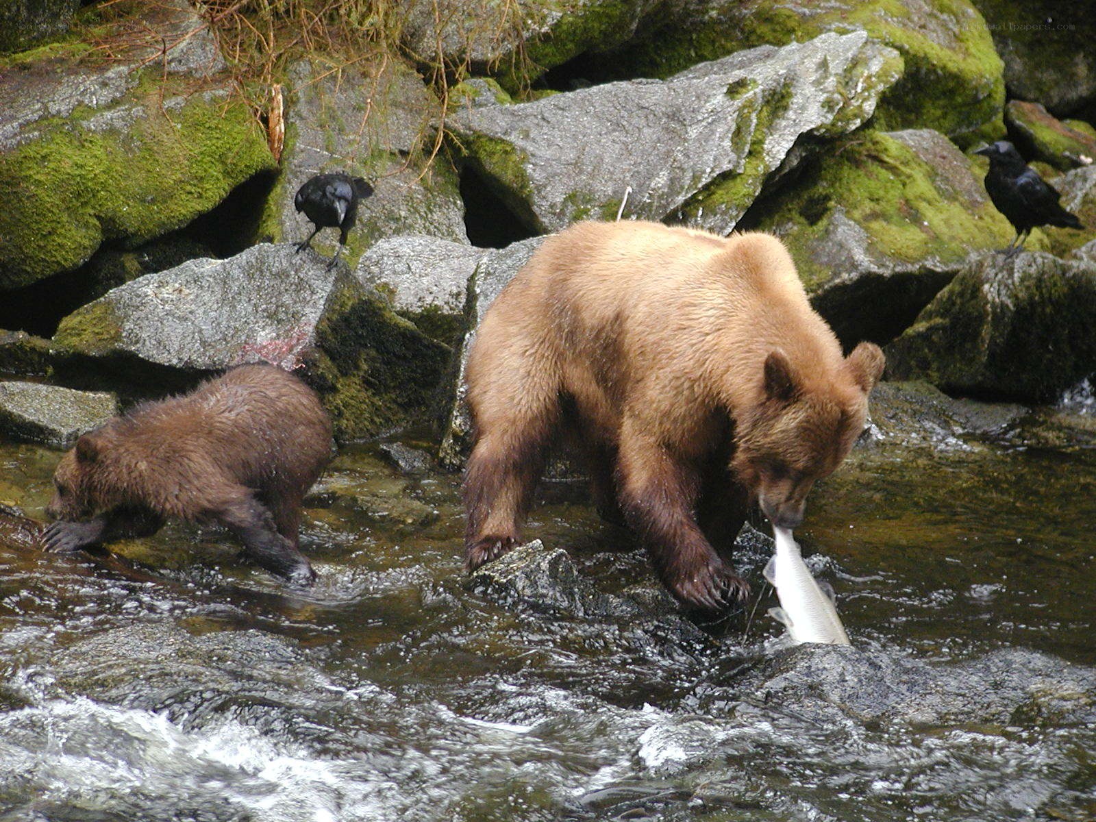 Bear catching salmon in river