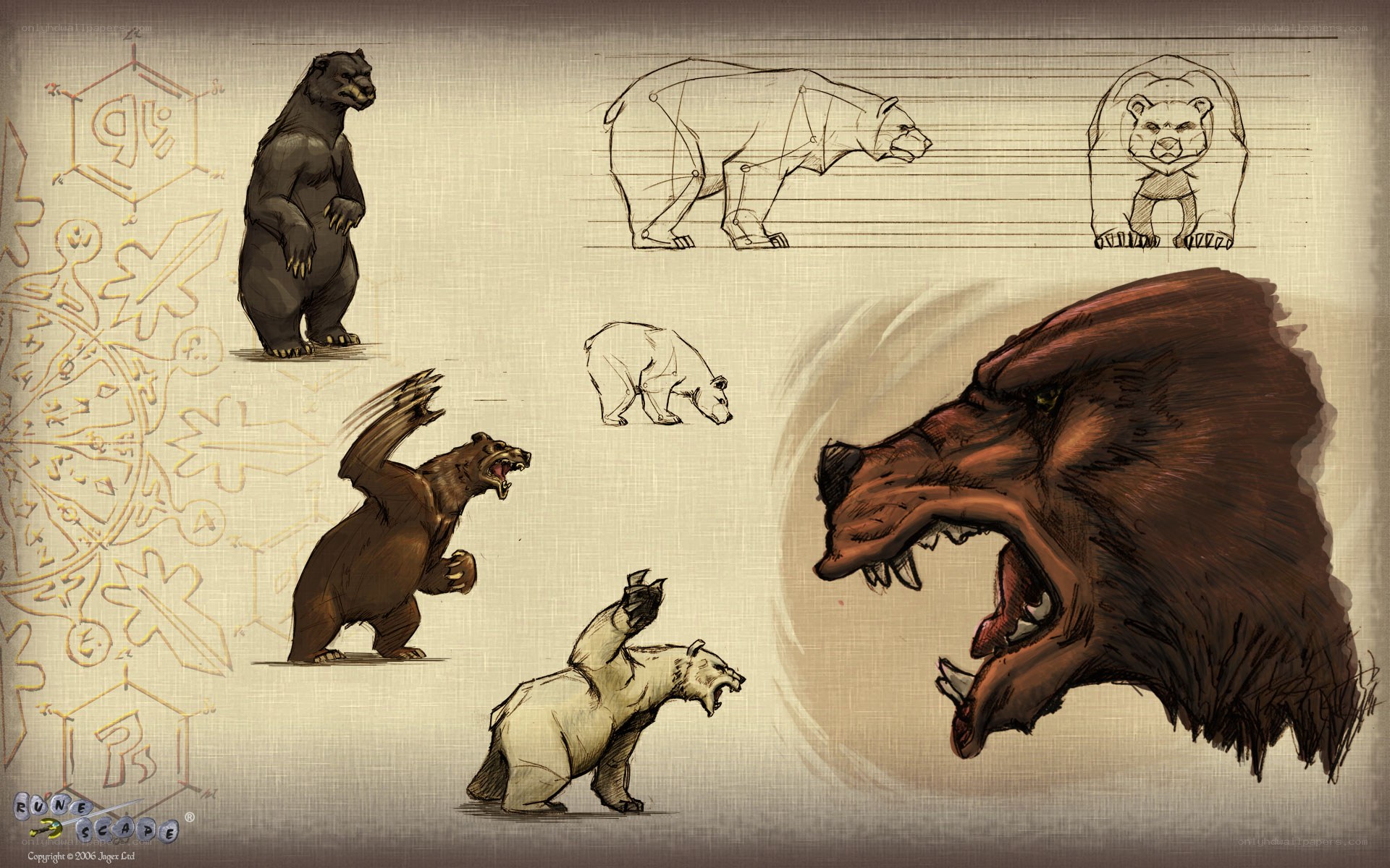 bear character design sketches