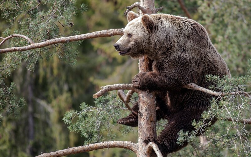 Bear climbing a tree