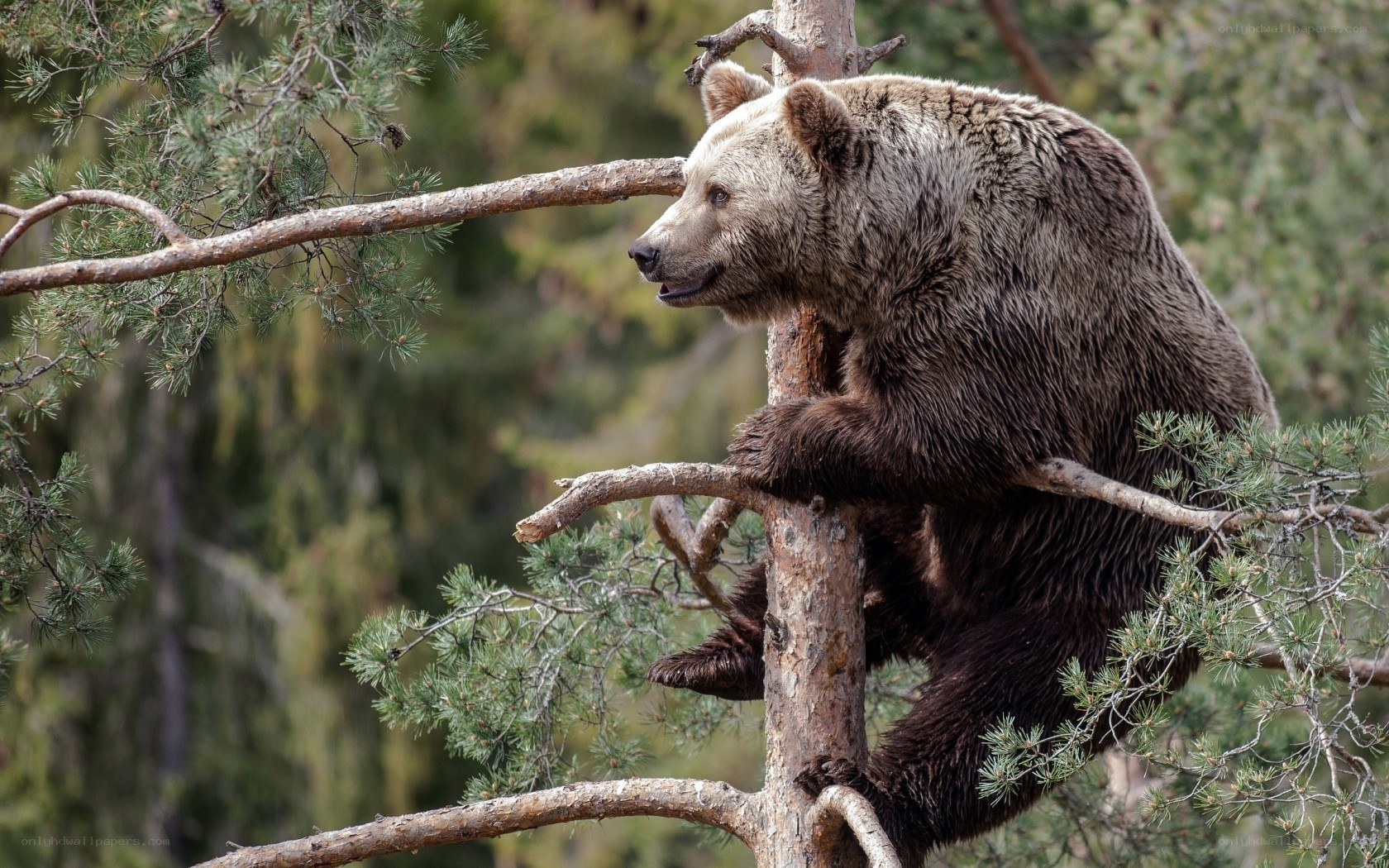 Bear climbing a tree