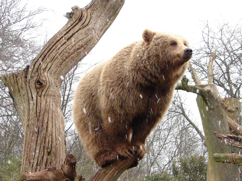 Bear climbing in snow