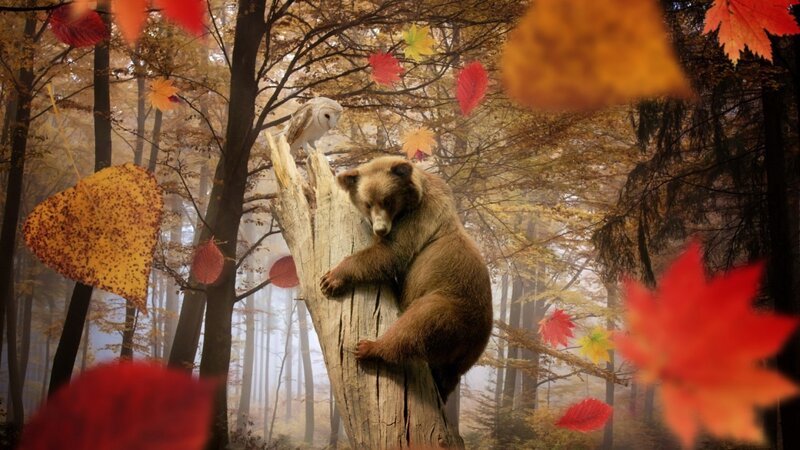 Bear Climbing Tree — Brown