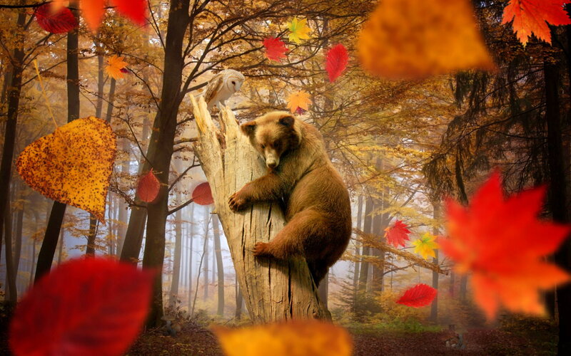 Bear Climbing Tree — Orange