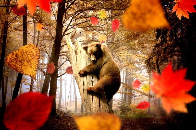 Bear Climbing Tree