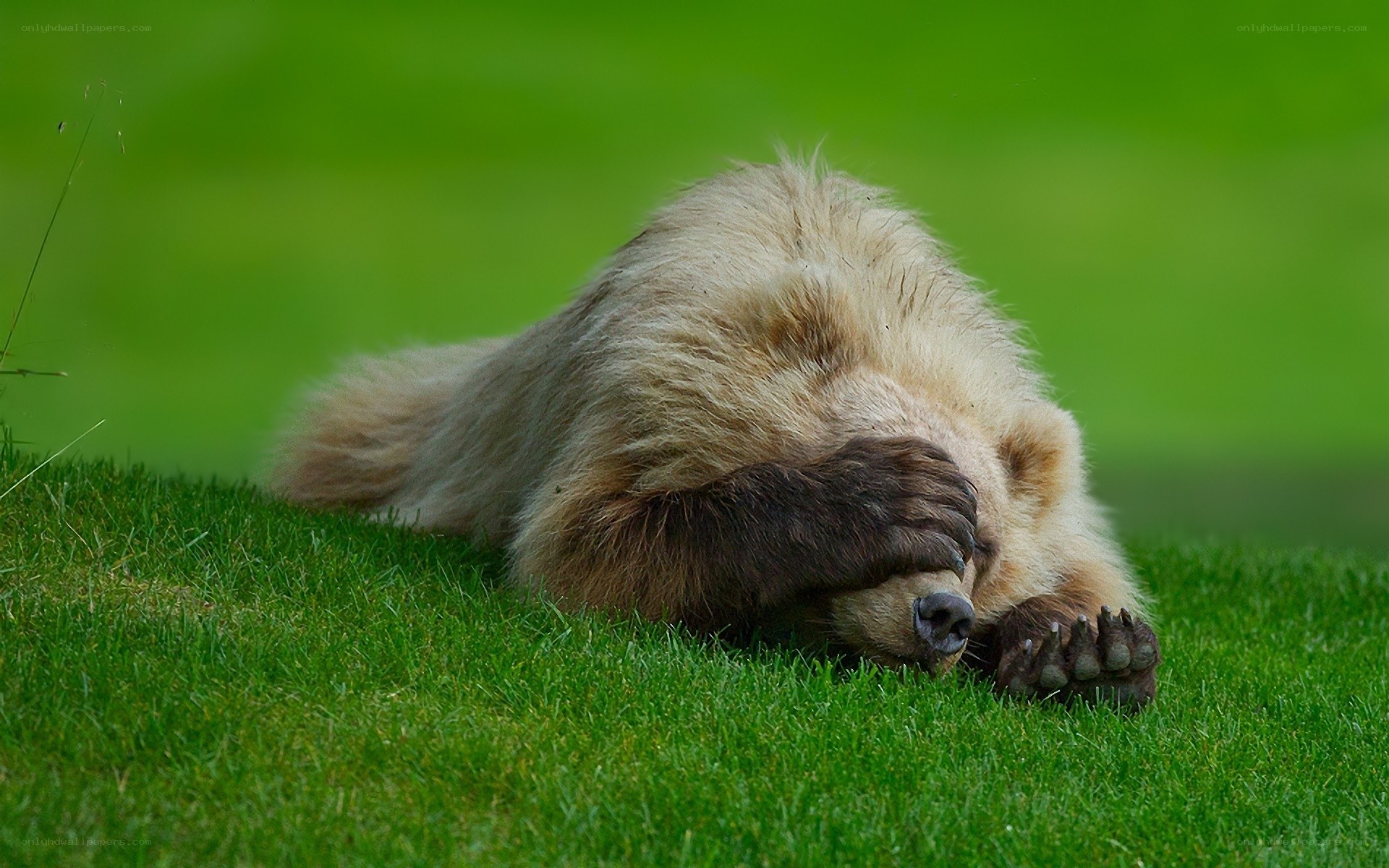 bear covering face with paw