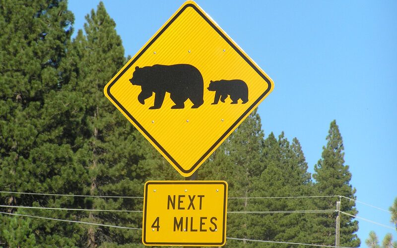 Bear crossing sign in forest