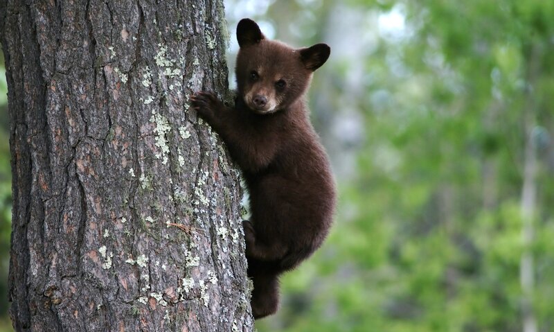 bear cub climbing tree