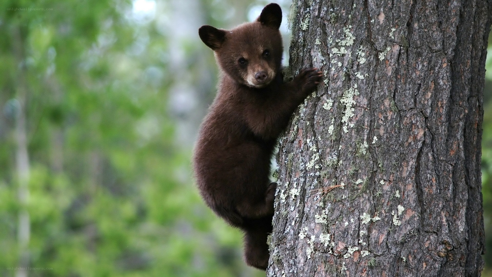 bear cub climbing tree