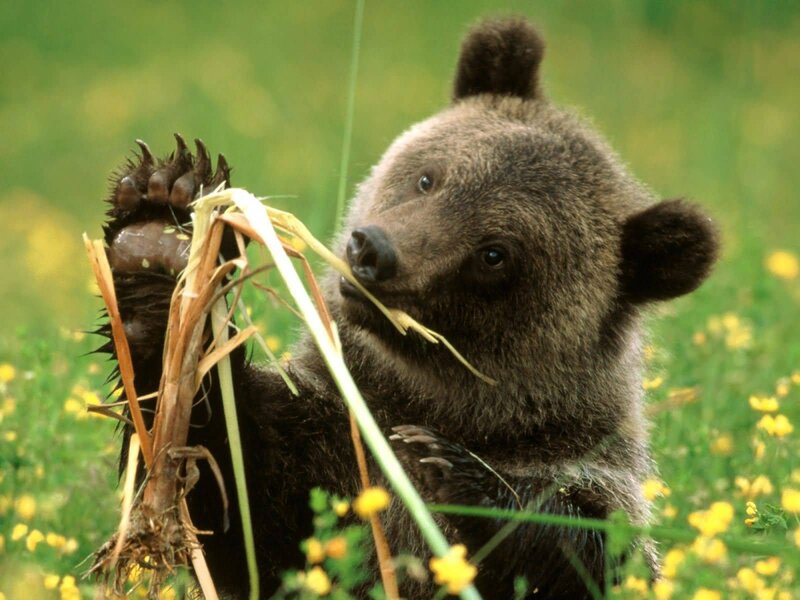bear cub eating grass