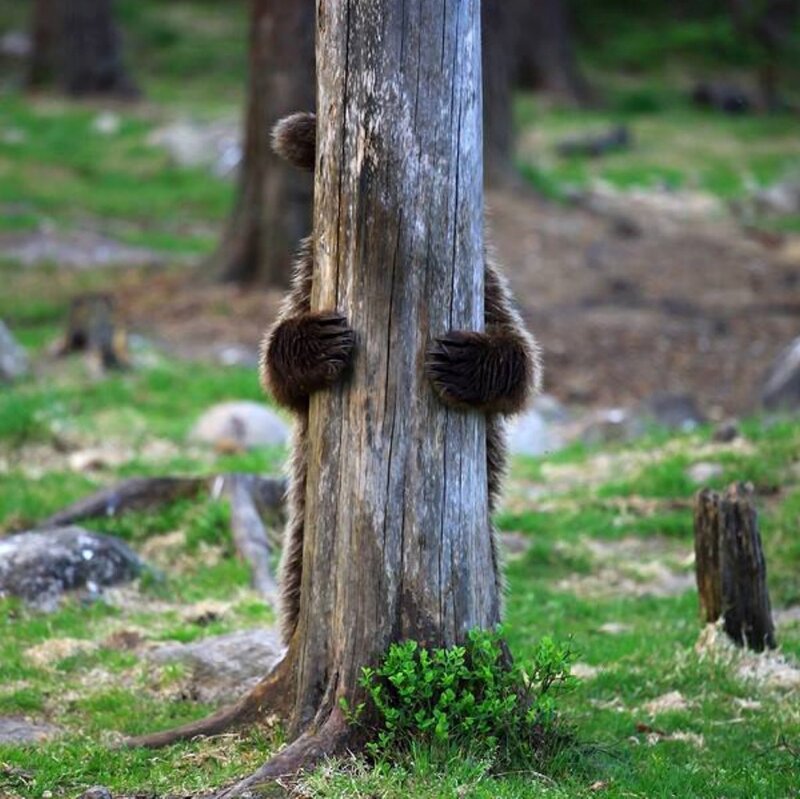 Bear Cub Hugging Tree