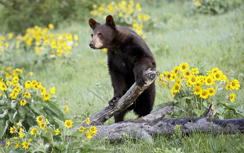 Bear cub in a field of flowers