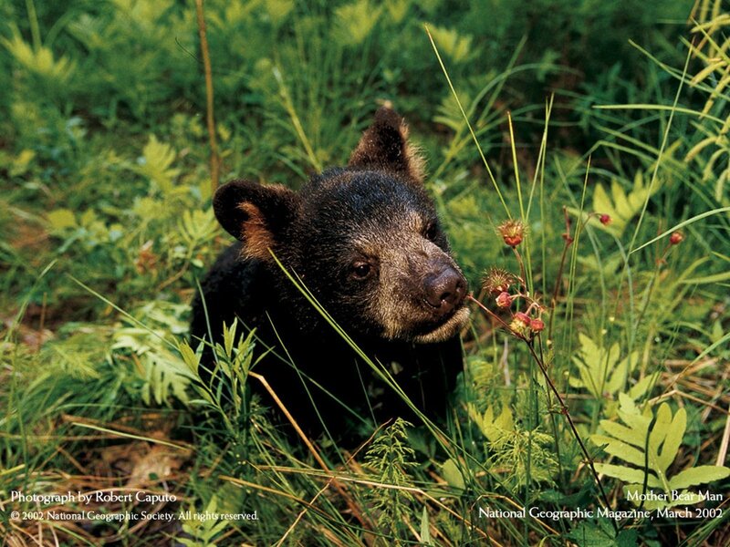 Bear cub in grass