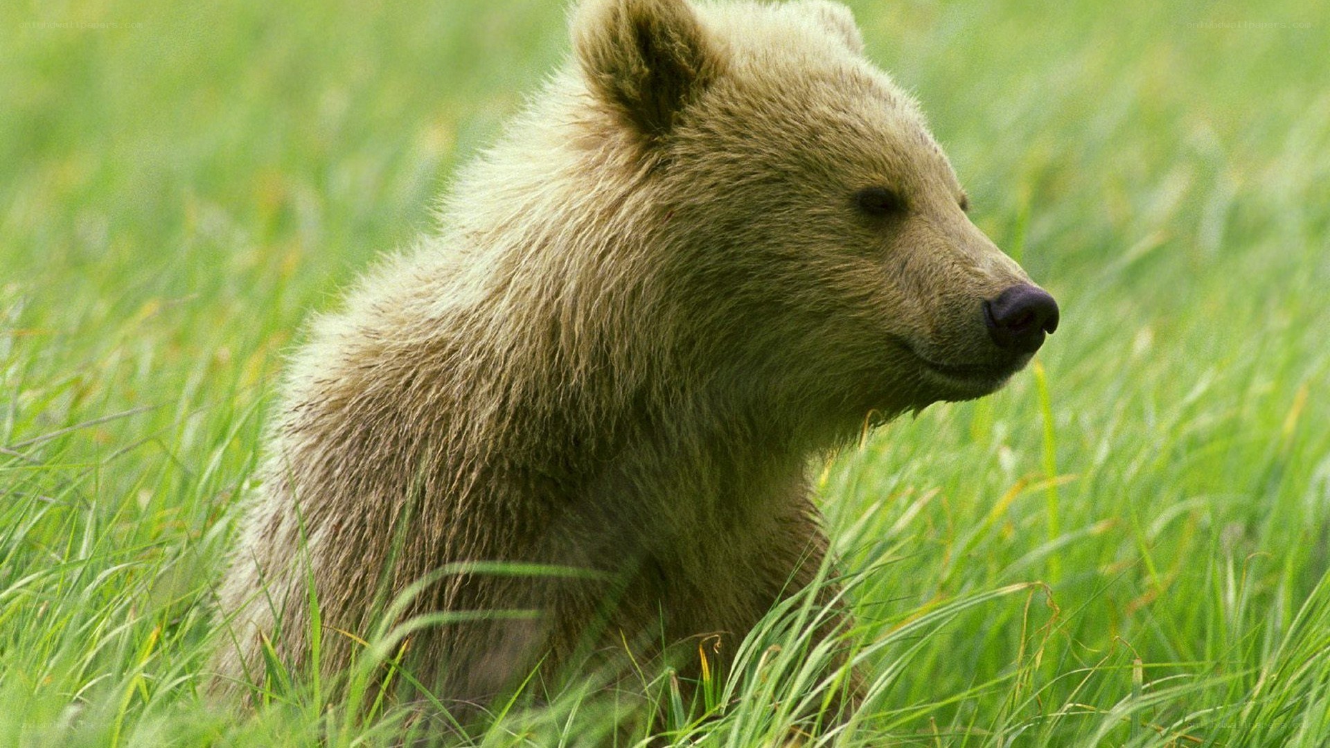 bear cub in grass