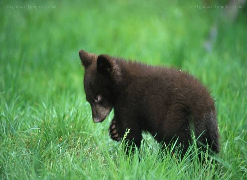 bear cub in grass