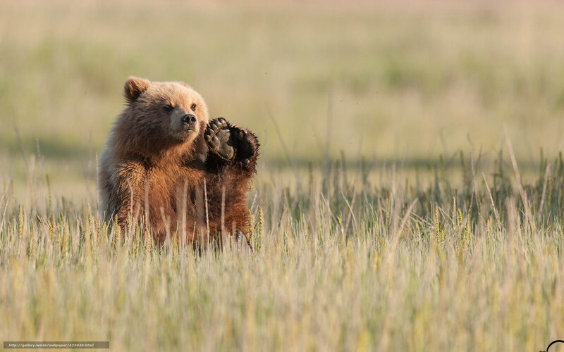 bear cub in grass
