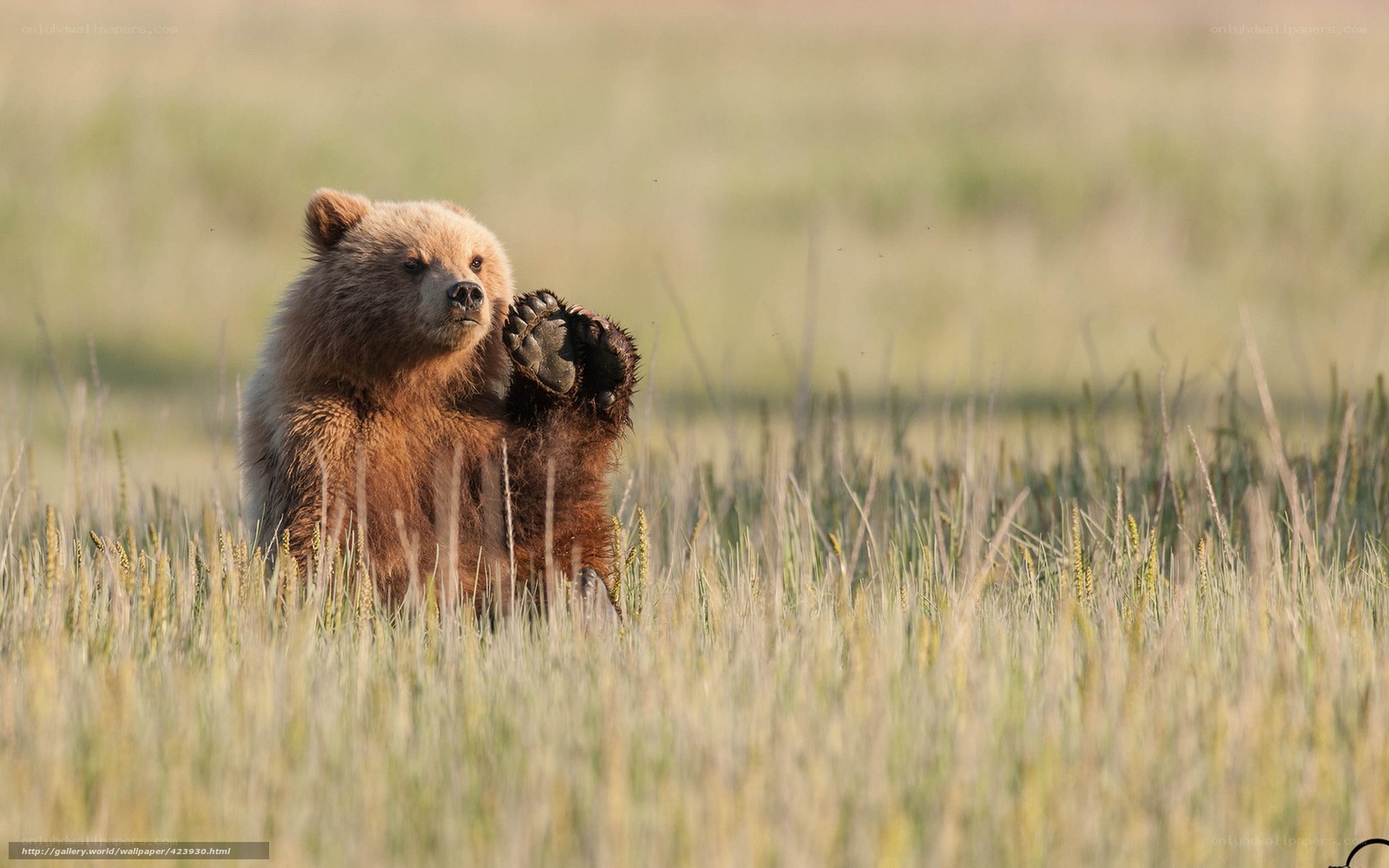 bear cub in grass