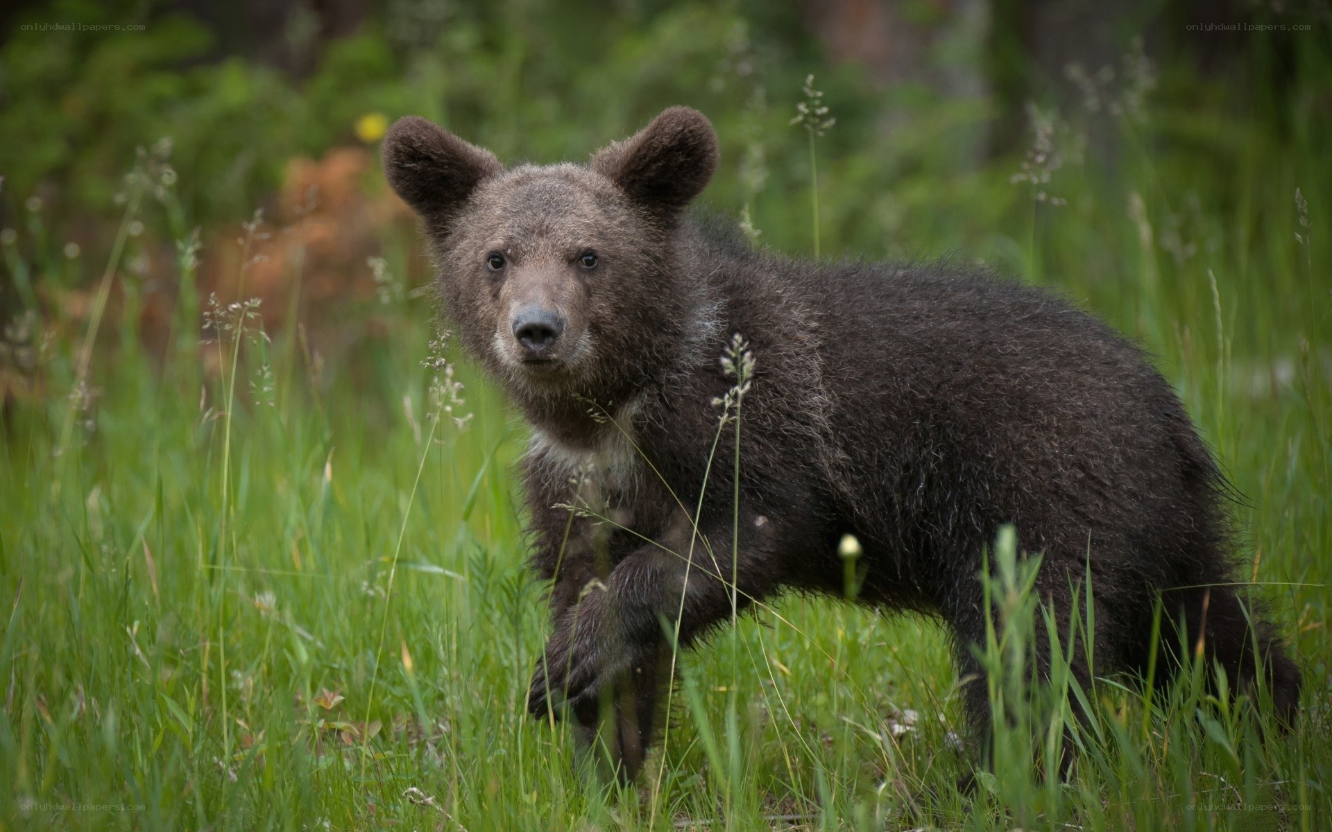 Bear cub in grassy field