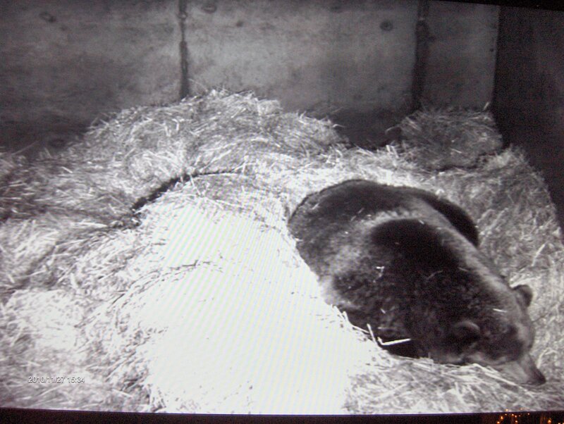 Bear Cub in Hay