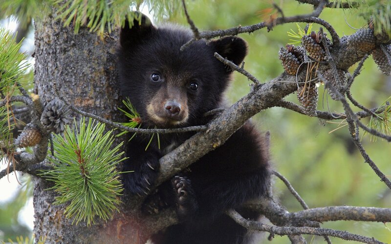 bear cub in pine tree