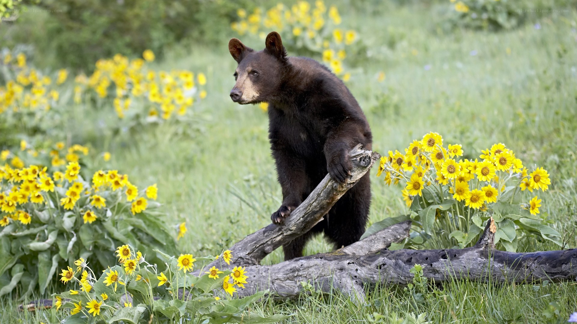 bear cub in sunflower field