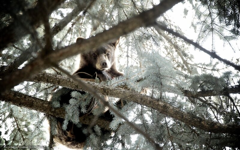 Bear Cub in Tree — Brown