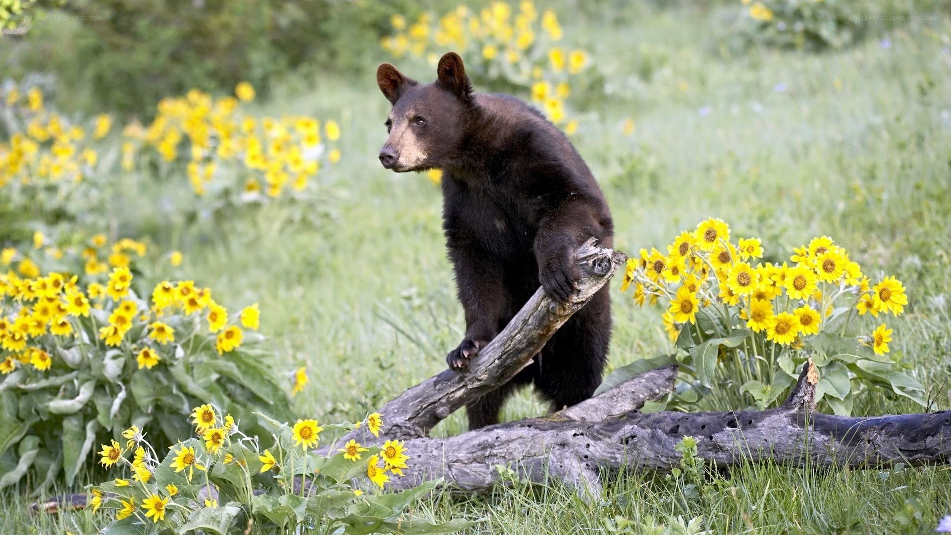 Bear cub in wildflower field