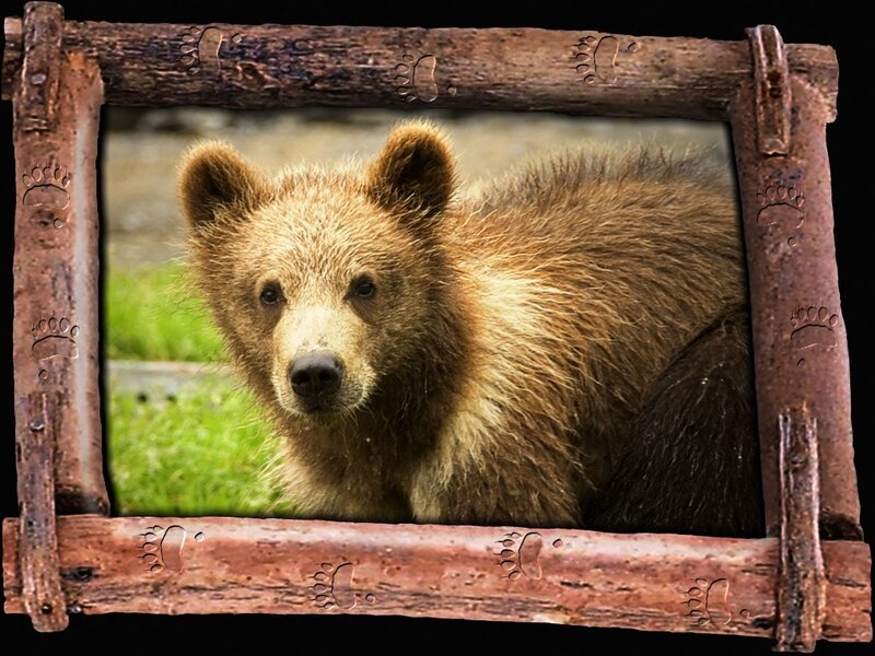 bear cub in wooden frame