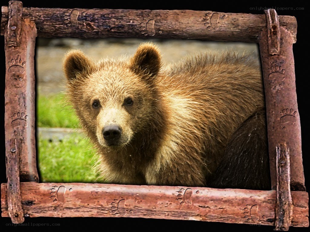bear cub in wooden frame