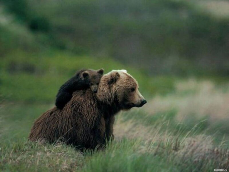 Bear Cub on Mother — Brown