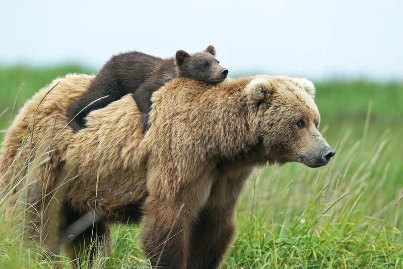 Bear Cub on Mother's Back — Brown
