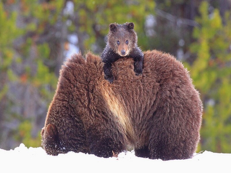 Bear Cub on Mother