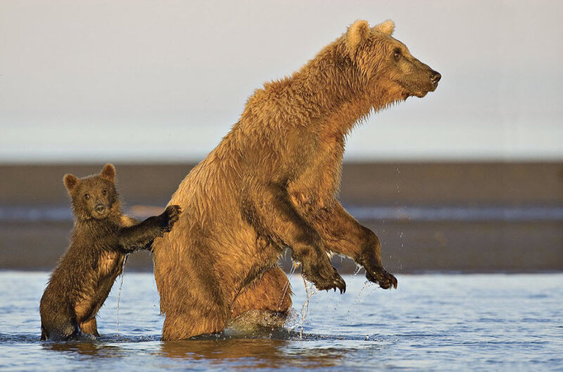 Bear cub playing with adult bear