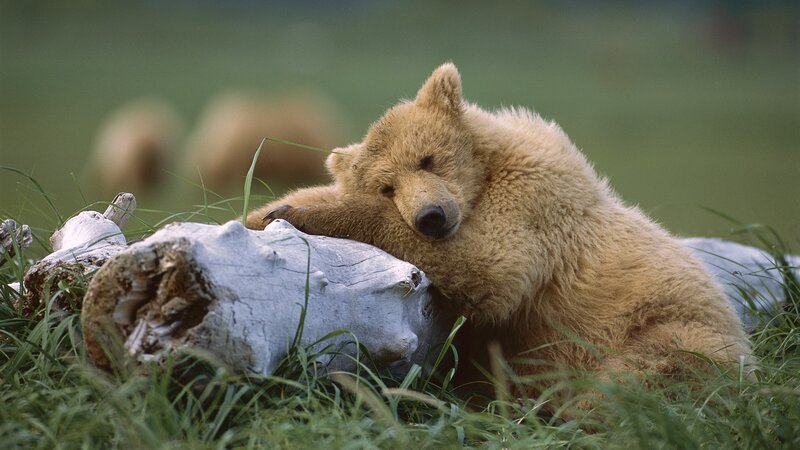 Bear cub resting on log