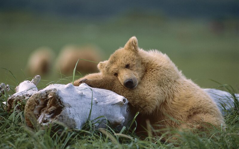 Bear cub resting on log