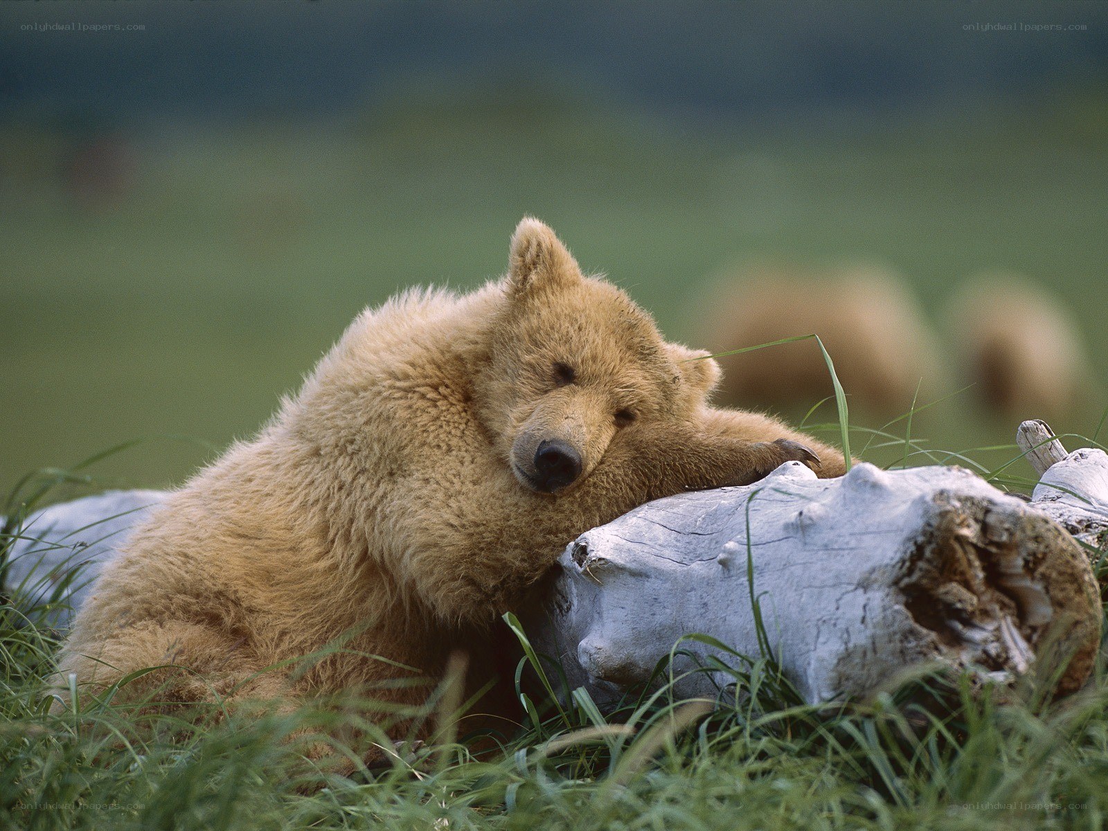 Bear cub resting on log