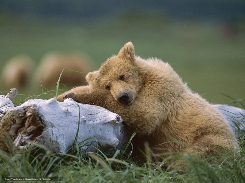 Bear cub resting on log