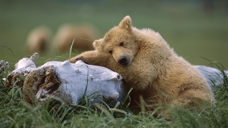 Bear cub resting on skull