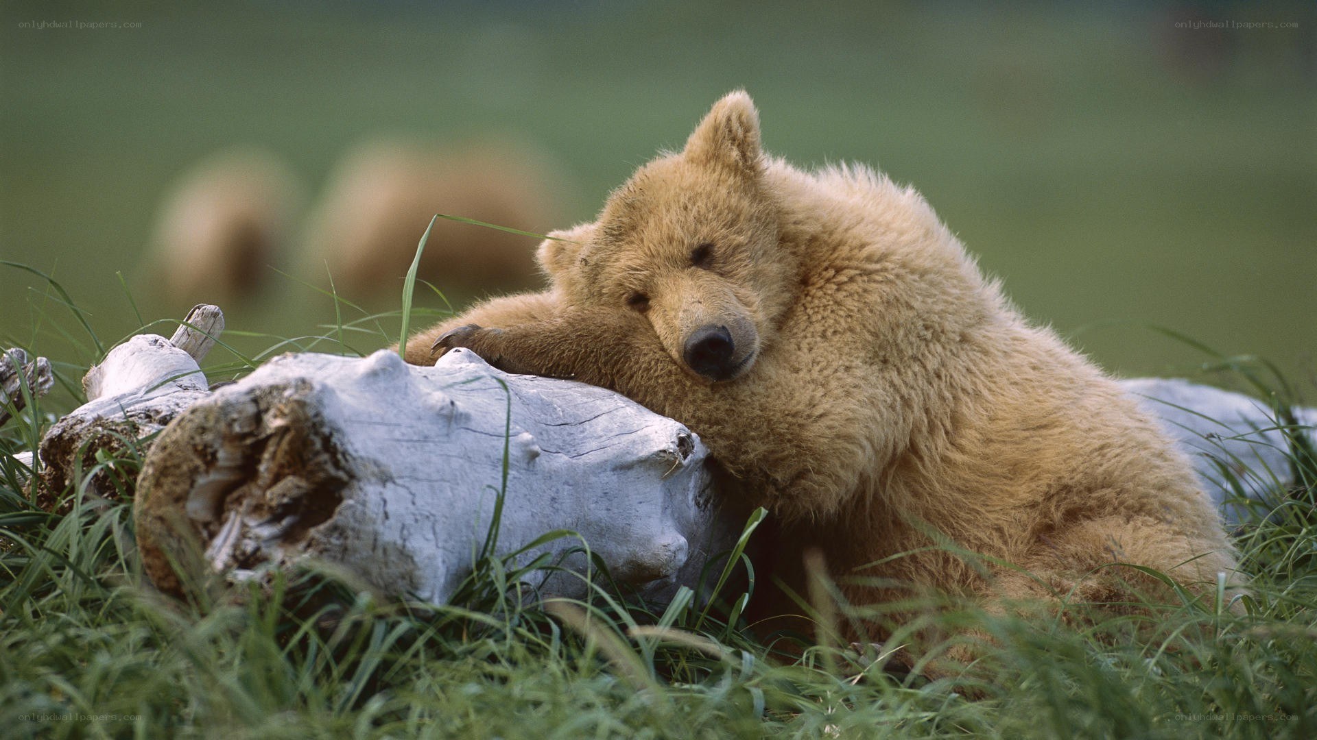 Bear cub resting on skull