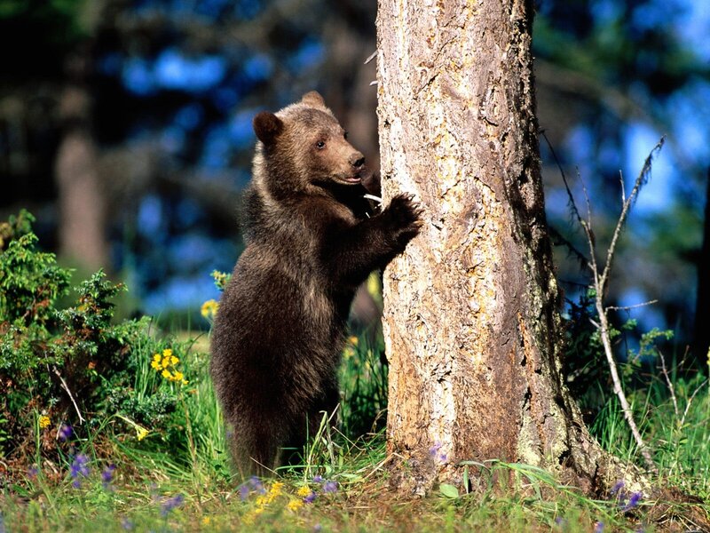 bear cub scratching tree