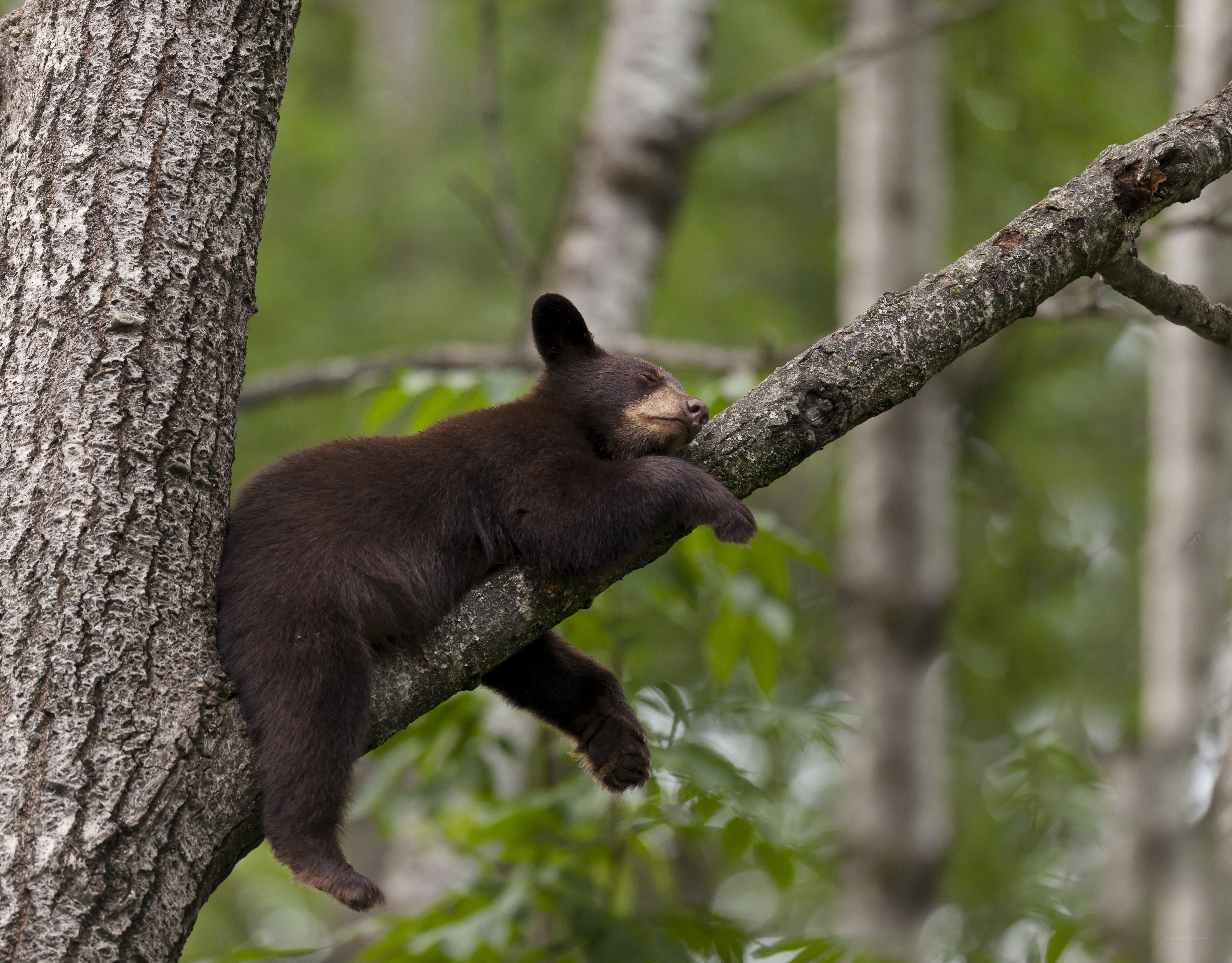 Bear cub sleeping in tree