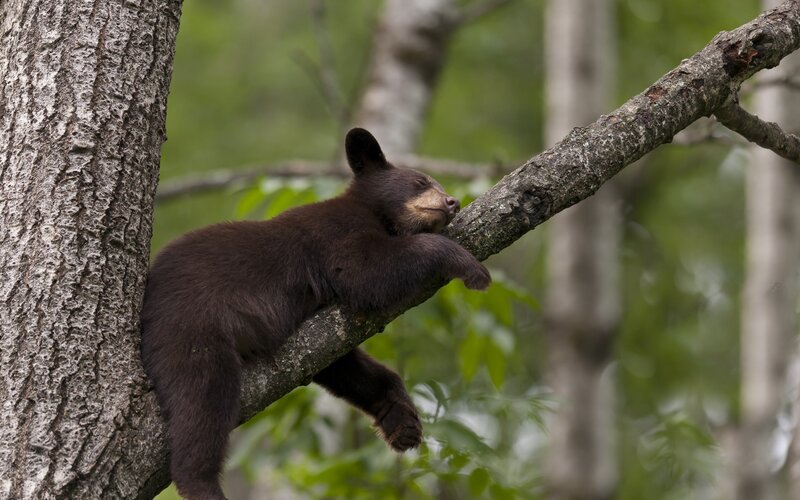 Bear cub sleeping on tree branch