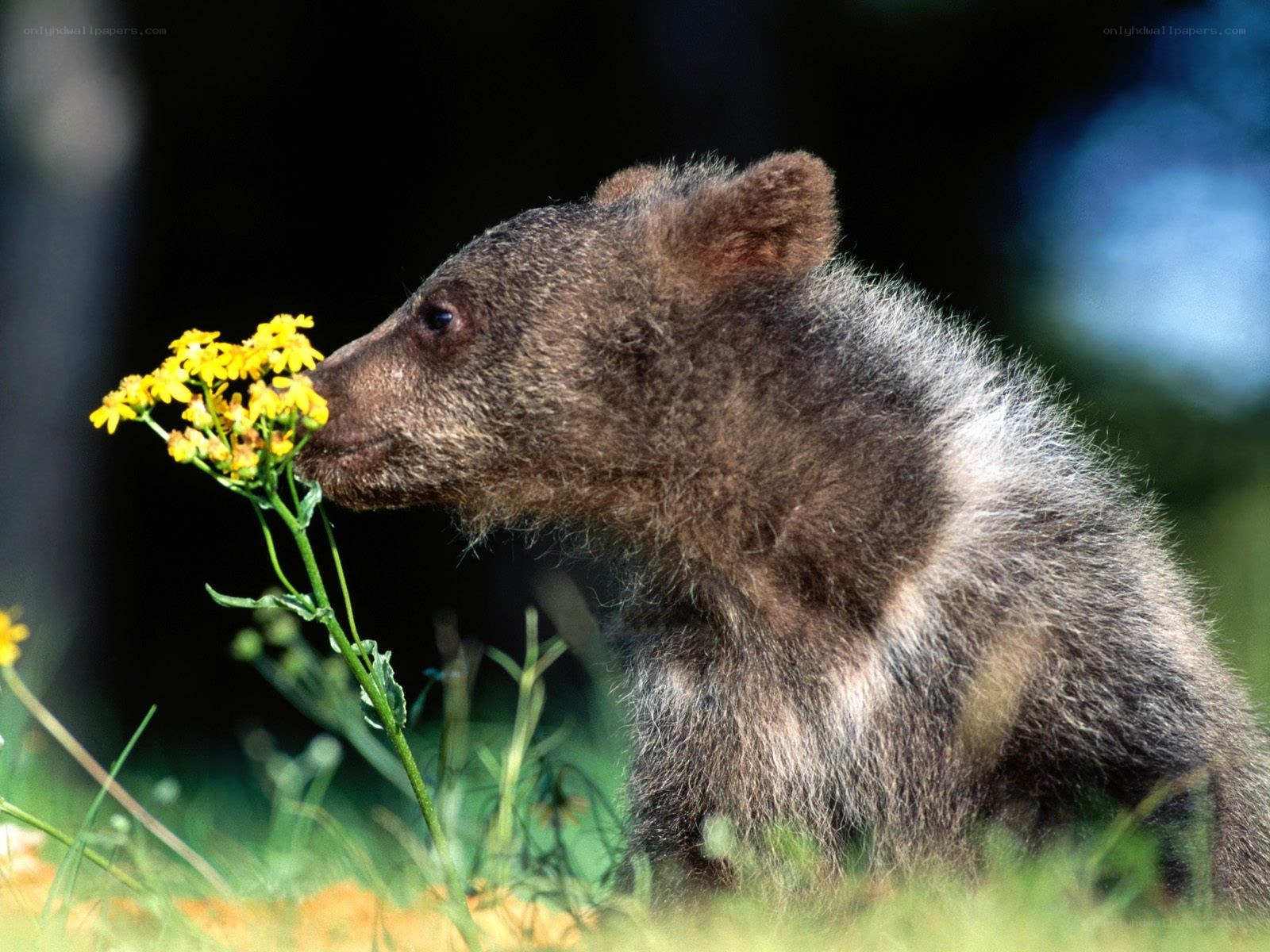 bear cub sniffing yellow flower