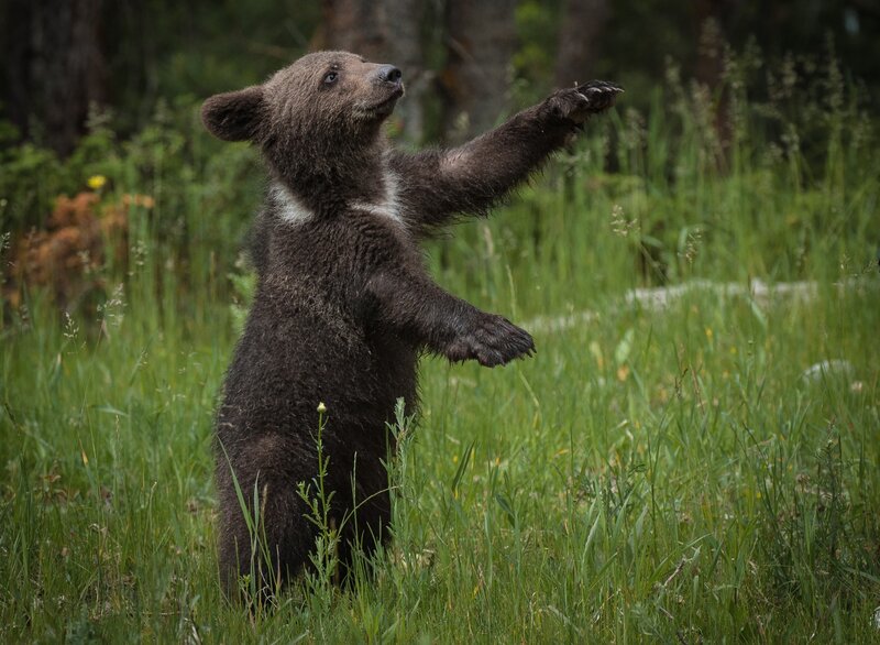 bear cub standing in grass