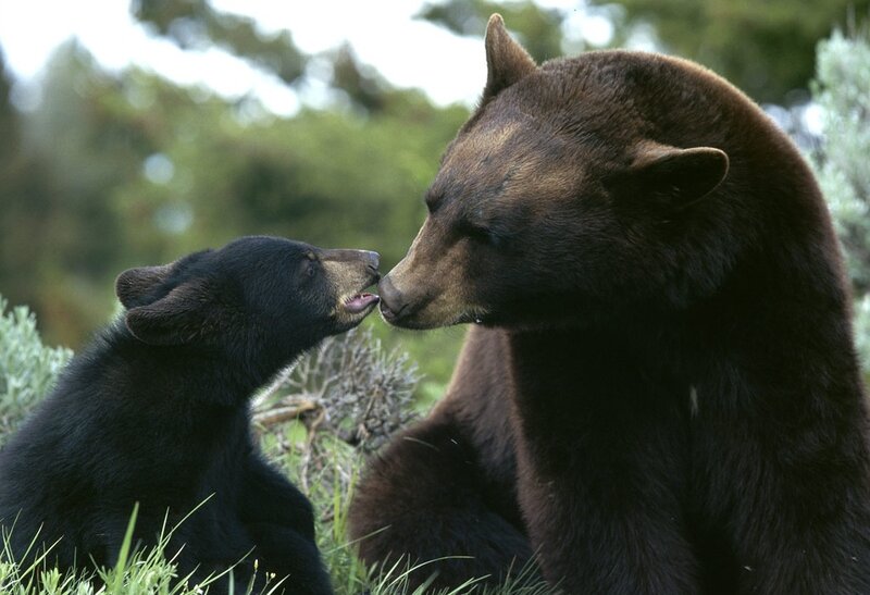 Bear Cub with Adult Bear