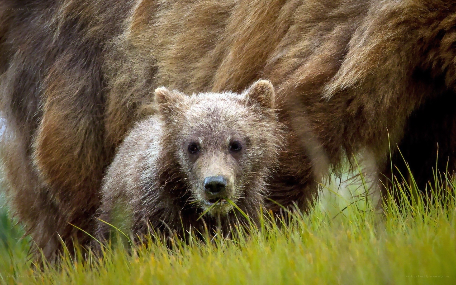 Bear cub with mother in grass