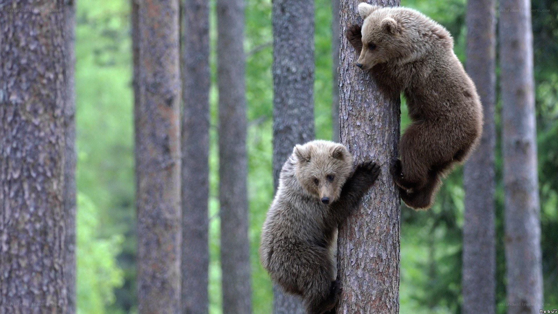 Bear cubs climbing a tree